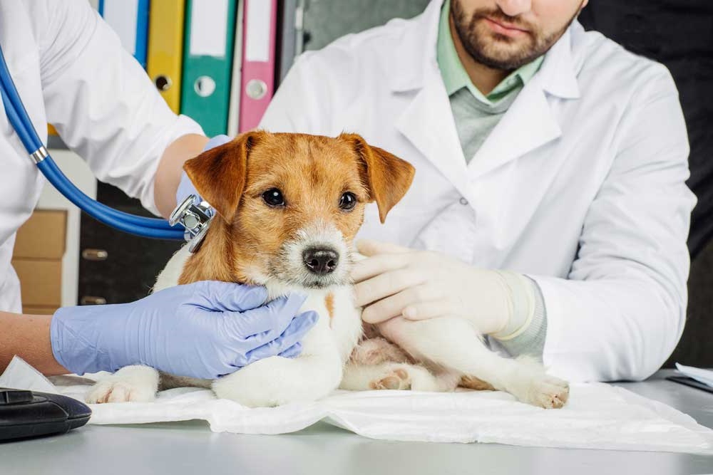 pneumonia in dogs | infectious bacterial pneumonia
