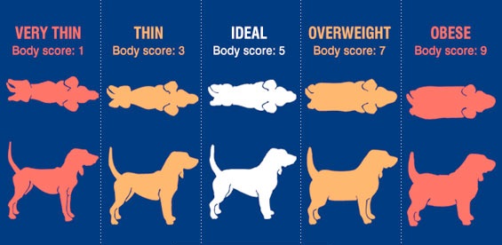 successful weight loss
