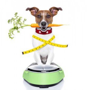 optimal weight loss