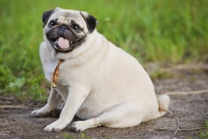 Dog Obesity | obese dogs | 