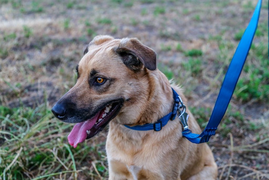 Dog with blue leash.