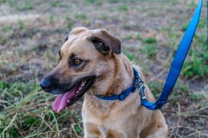 Dog with leash on walk.