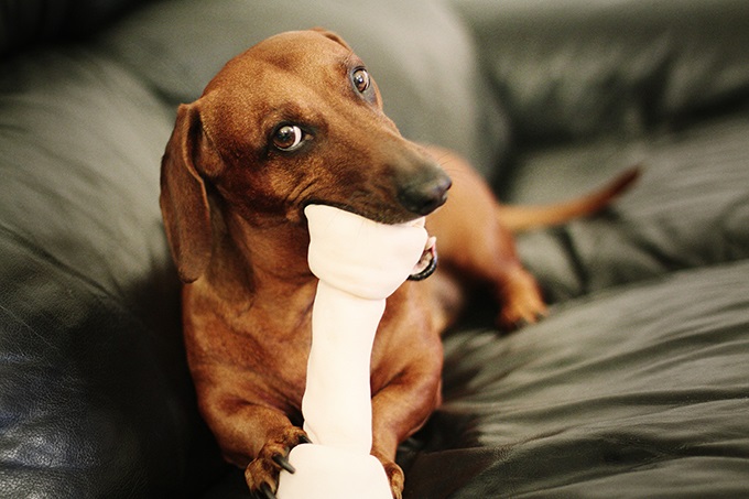 Dachshund dog eating a big bone!