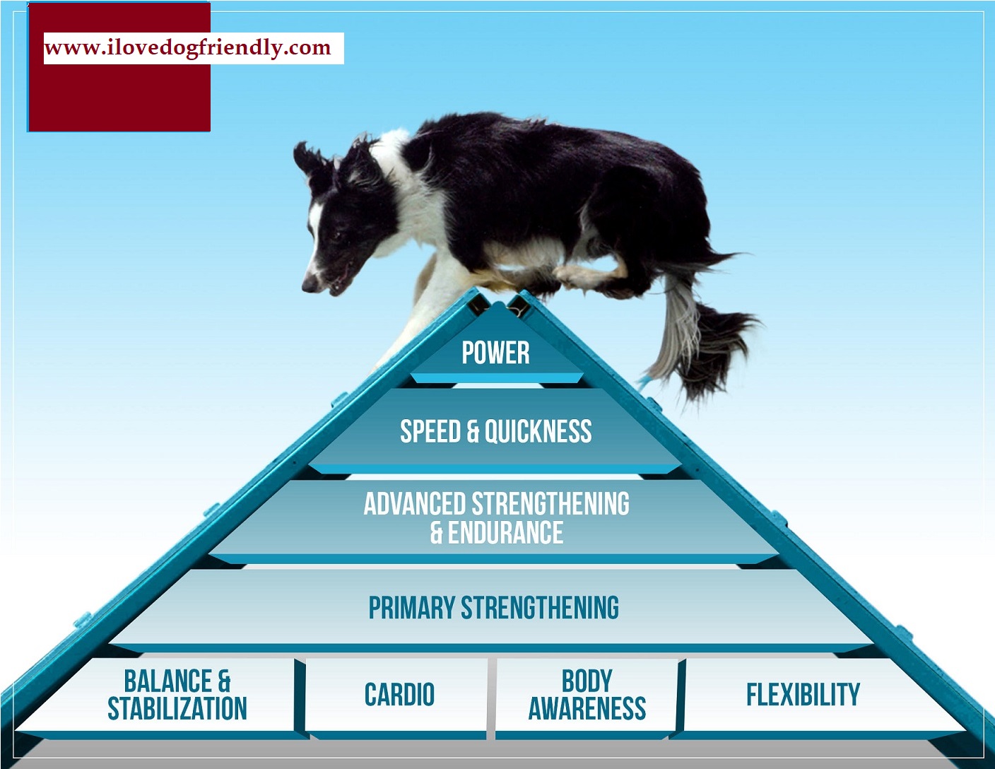 Agility Training For Dogs