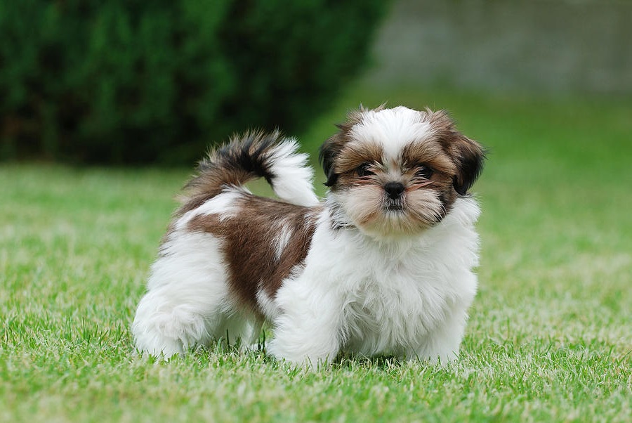 A shih Tzu dog looking the camera!