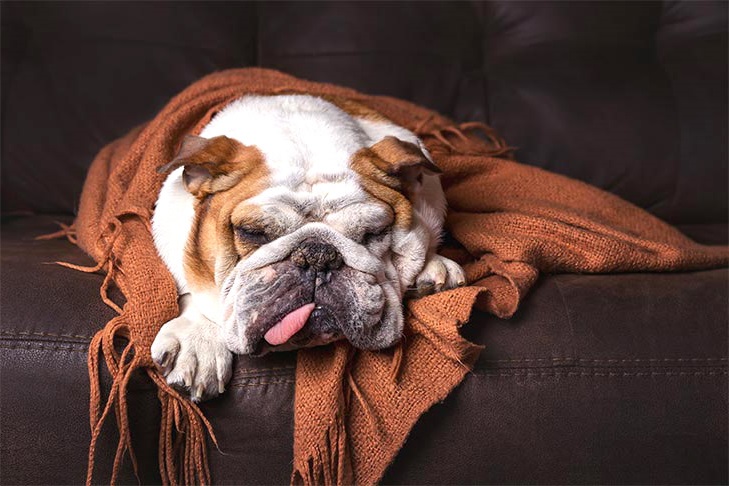 English Bulldog sleeping | english bulldogs