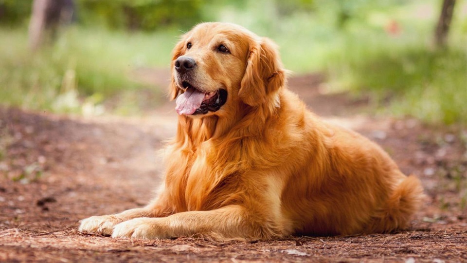 golden retrievers | Goldern retriever in the wood