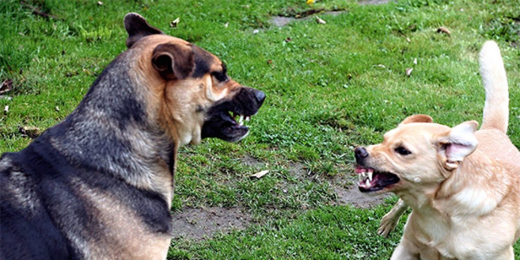 | dominant aggressive dog | two dogs | interdog aggression | top dog
