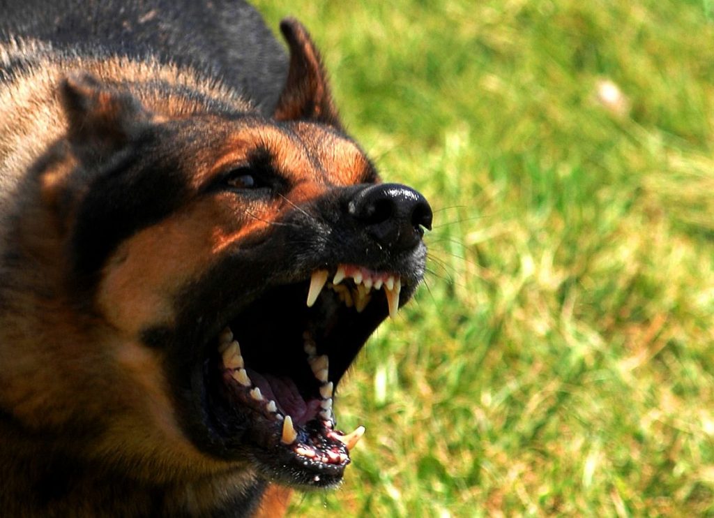 Dog attack | Dog aggression