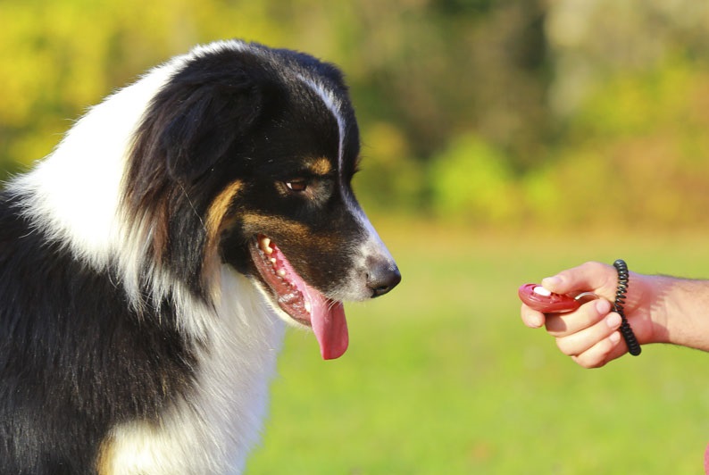 puppy clicker training