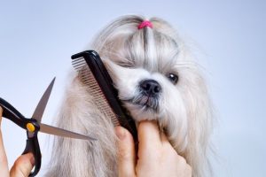 PET GROOMING
