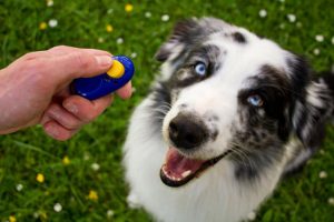 Dog and clicker.