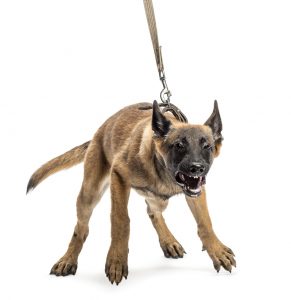 Canine Aggression