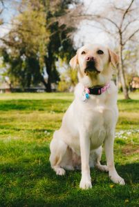 Dog in sitting position | boundary training