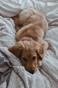 Dog lying on bed.