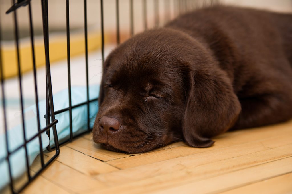Labrador puppy sleeping inside crate.