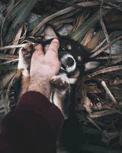 Puppy biting a hand | dog's body language