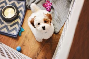 Puppy in a crate.