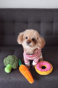 Puppy with toys.