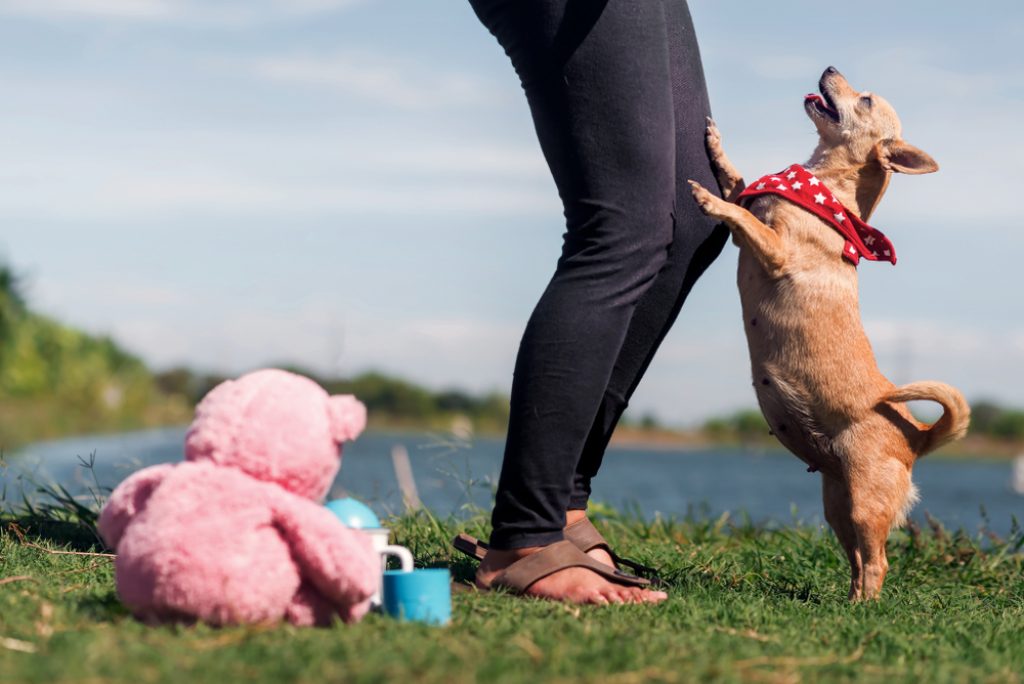 Dog jumping on a person asking for attention.