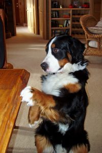 Dog begging with puppy dog eyes.
