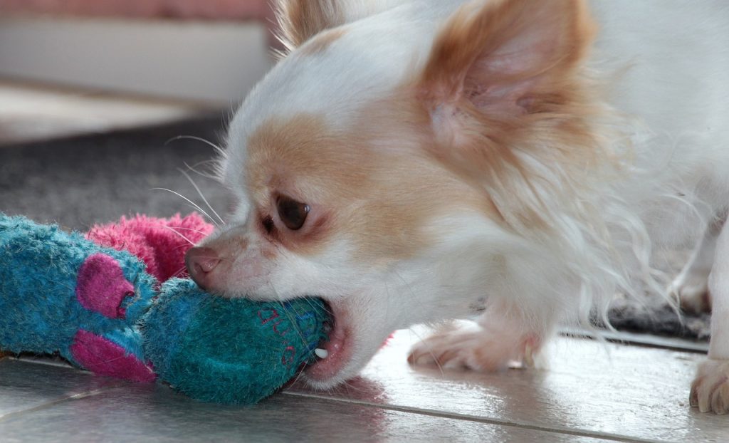 Dog biting a toy | stray dog | dog language