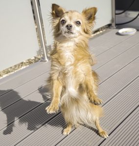 Chihuahua standing up.