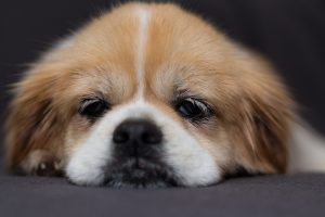 Bored dog.