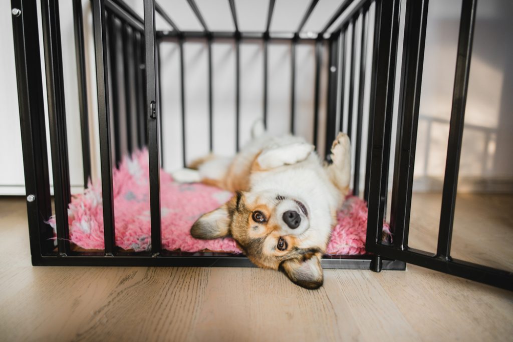 Corgi inside a crate | Why Is My Dog Whining In His Crate?
