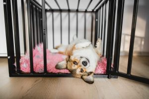 Heavy-duty dog crate.