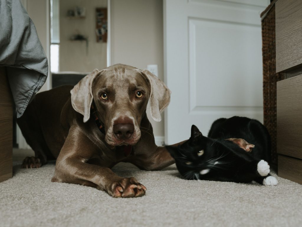 Dog and cat.