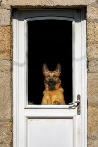 Dog at a door | barking dogs