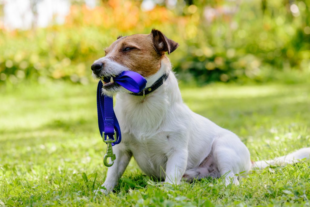 Dog with leash in mouth.