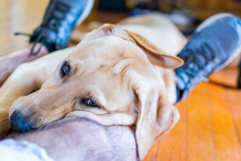 Dog cuddling a person's leg.