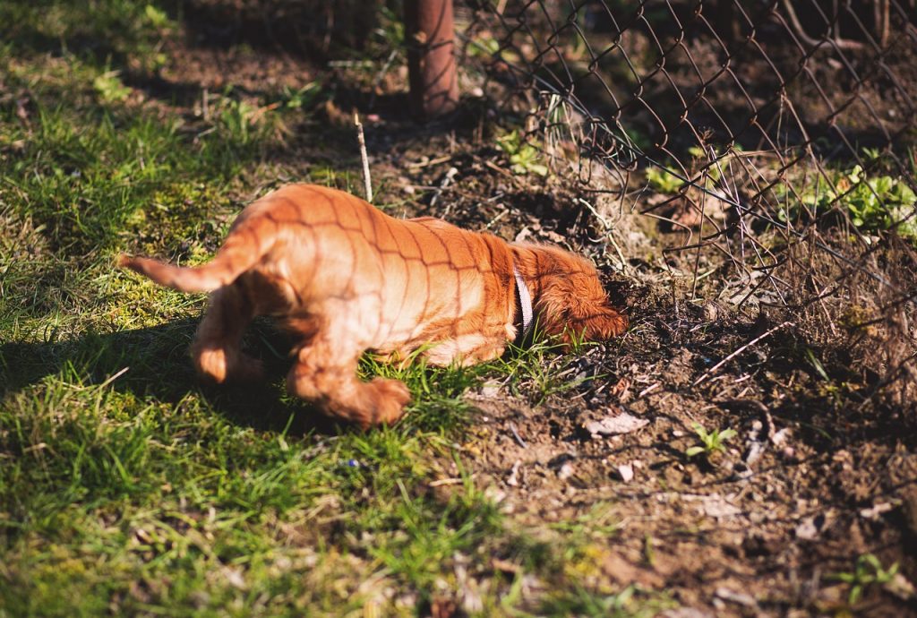 Dog digging under fence | dog digging holes