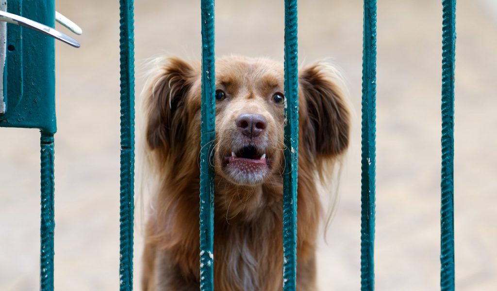 Dog barking by a gate.