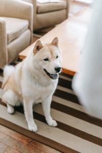 Dog in a living room.