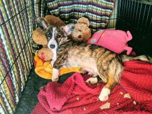 Dog inside crate with toys | puppy whining