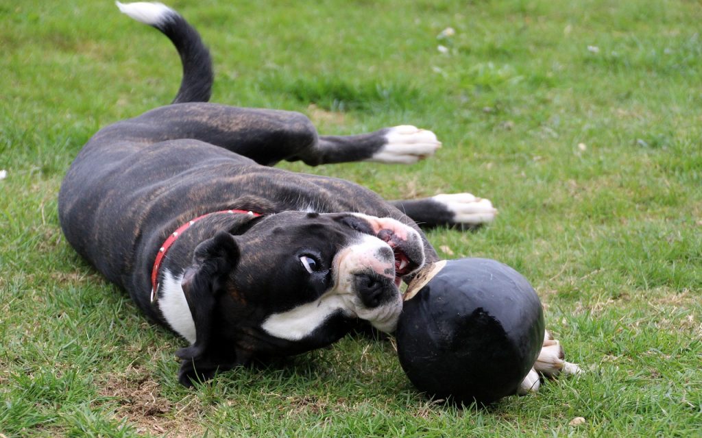 Dog lying down with a ball.