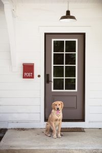 Dog standing outside by a door.