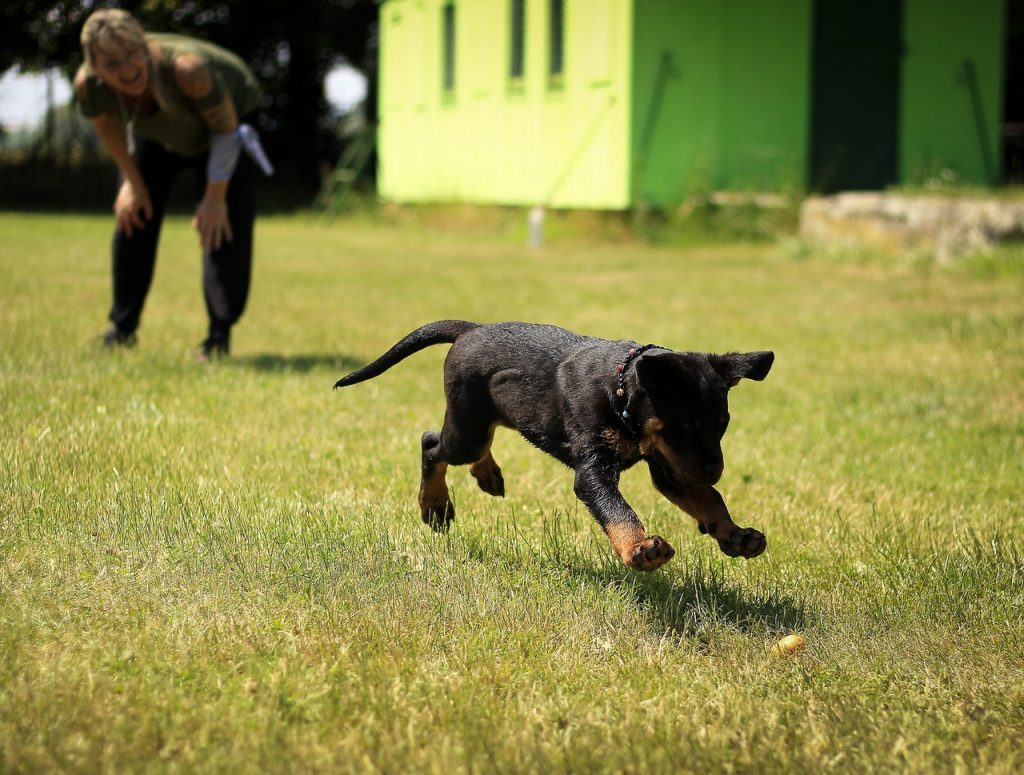 Dog playing fetch.