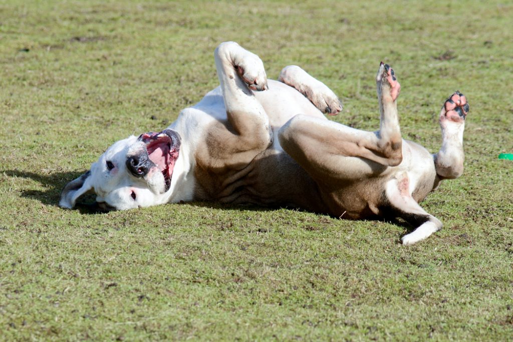 Dog on grass rolling over | dog loves | dog to roll