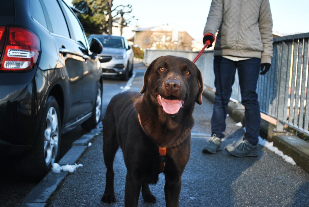 Dog with leash and owner.