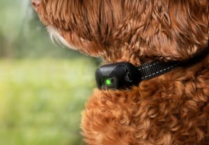 Labradoodle wearing a collar | dog's collar