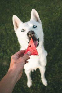 Holding watermelon up for dog.