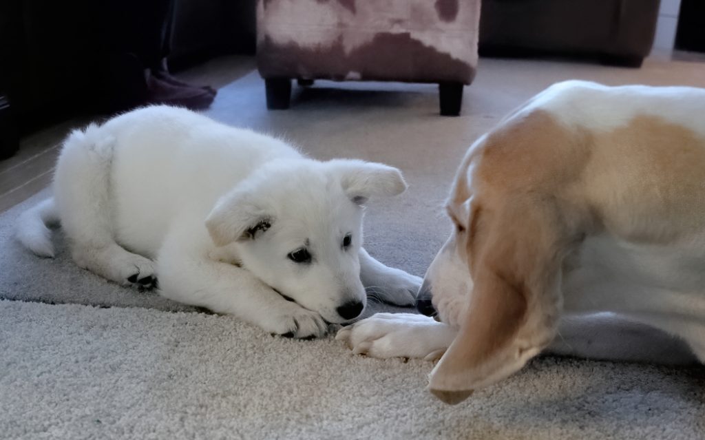 Puppy and older dog.