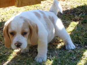 Puppy outside | HOW TO POTTY TRAIN A DOG | potty accidents | potty trained | pet store | potty pads