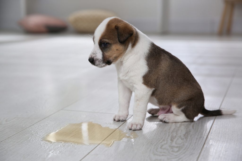 Puppy had an accident | living space | small dogs | potty break | potty pad
