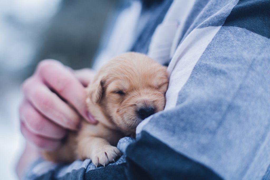 Little puppy in person's arms.