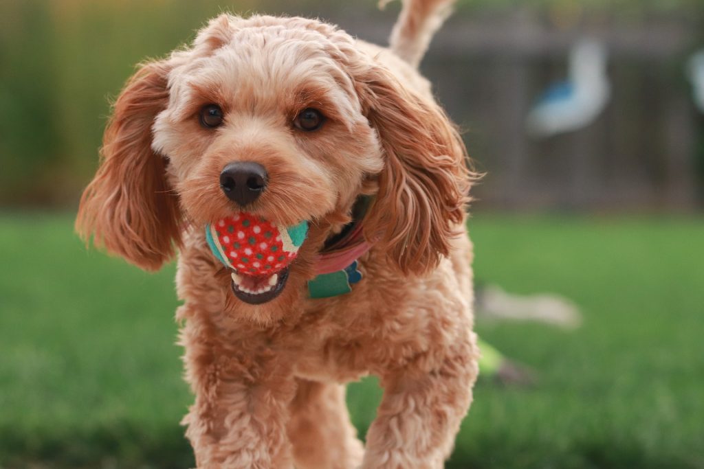 Ball in puppy's mouth.